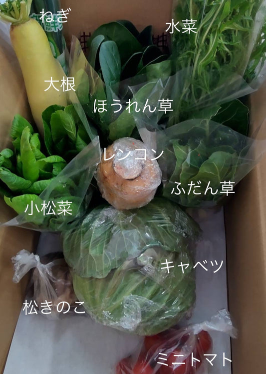今週の愛菜連だよりをお届けいたします♪