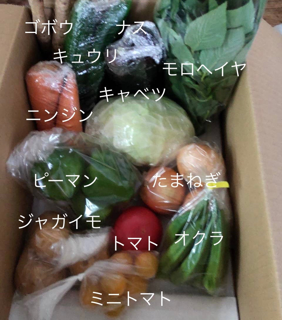 今週の愛菜連だよりをお届けいたします♪