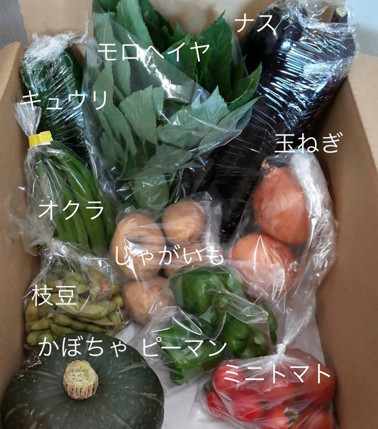 今週の愛菜連だよりをお届けいたします♪