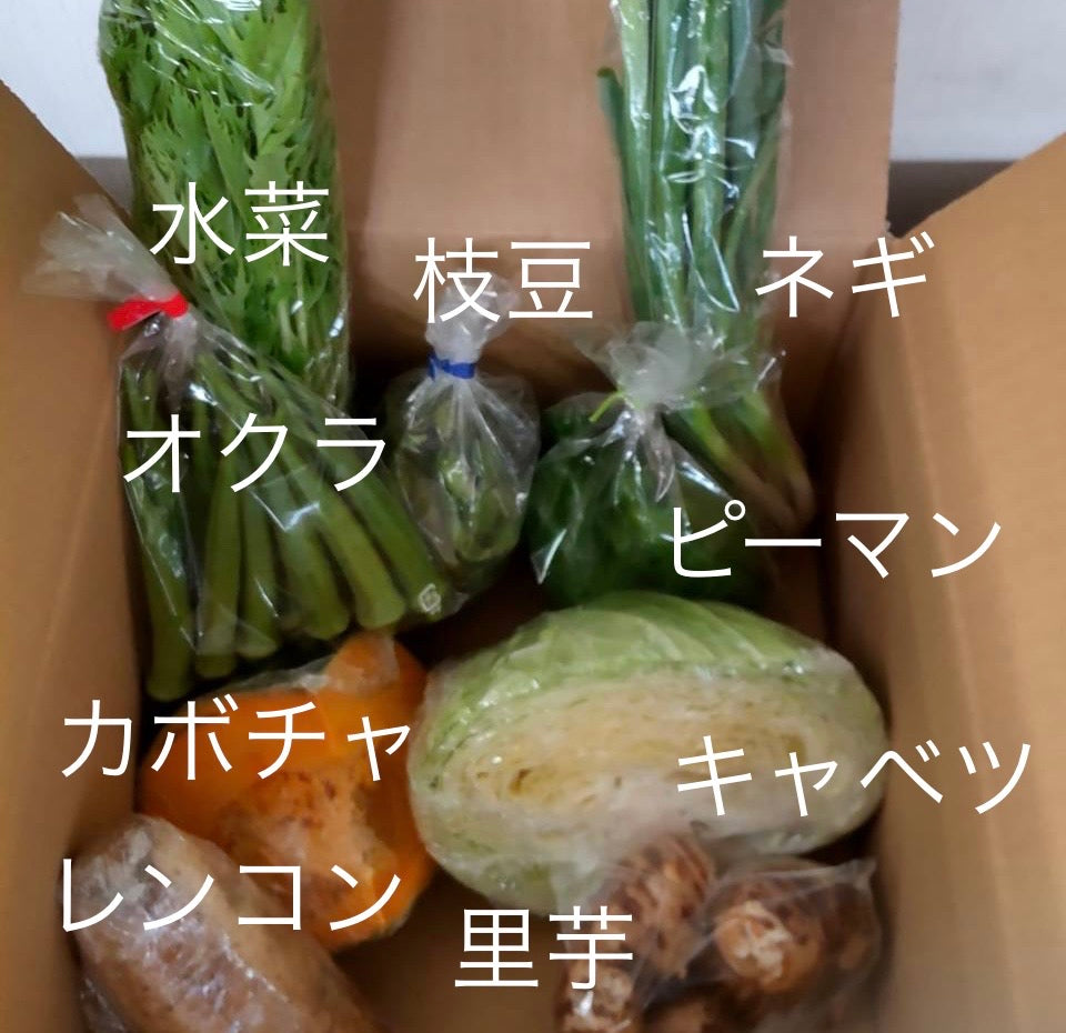 今週の愛菜連だよりをお届けいたします♪