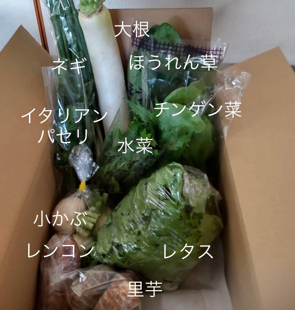 今週の愛菜連だよりをお届けいたします♪