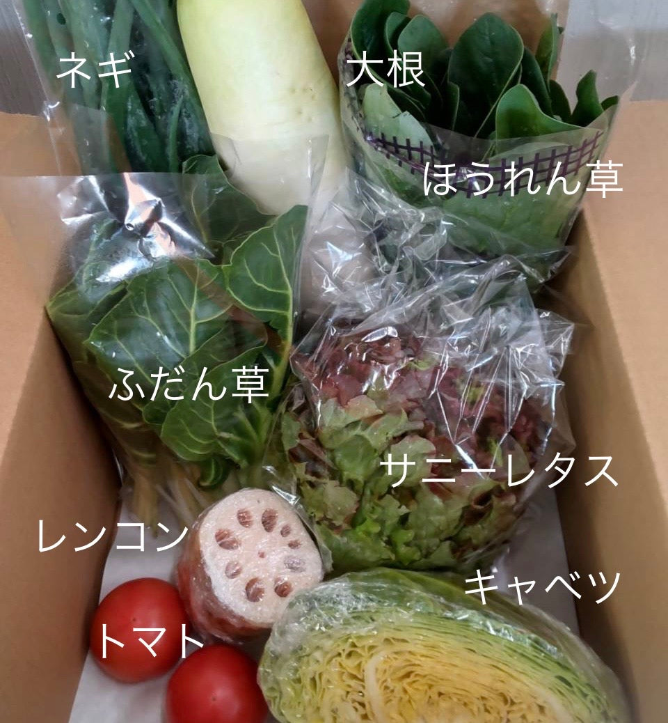 今週の愛菜連だよりをお届けいたします♪