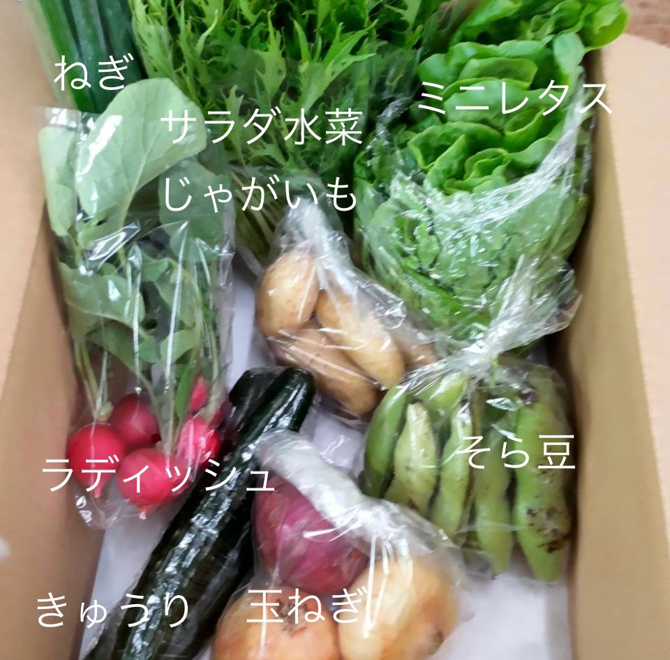 今週の愛菜連だよりをお届けいたします♪