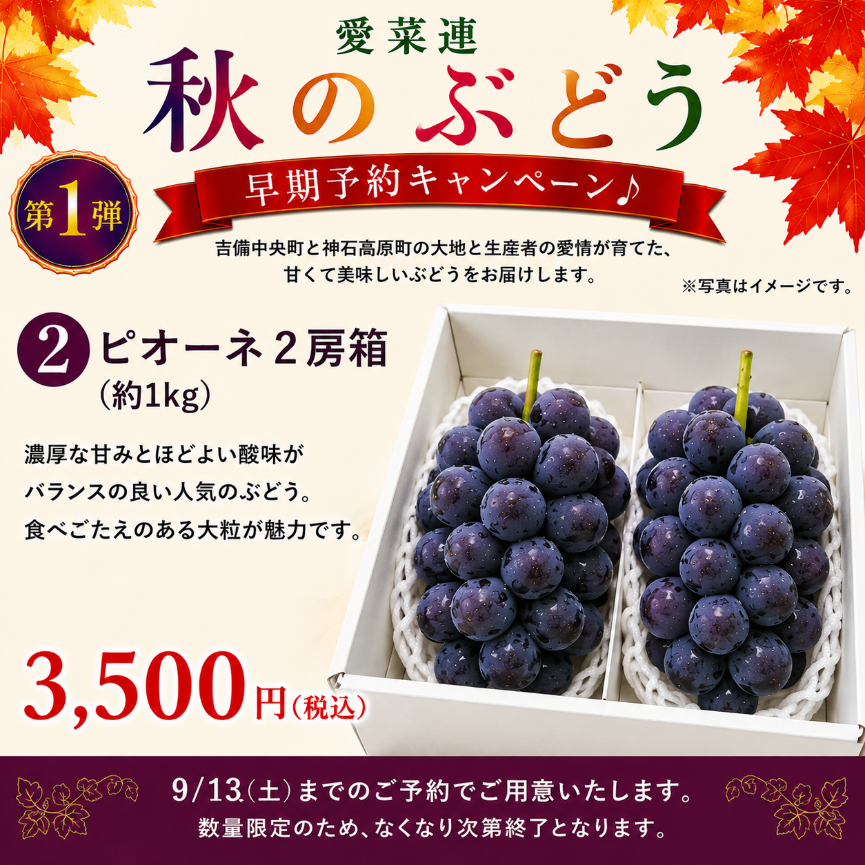 【訳あり・家庭用【産地直送】岡山県産　ニューピオーネ（種なし）　1kg箱（２房）