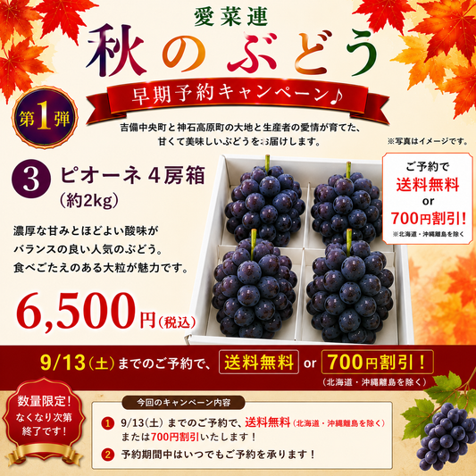 【訳あり・家庭用【産地直送】岡山県産　ニューピオーネ（種なし）　2kg箱（3～5房）