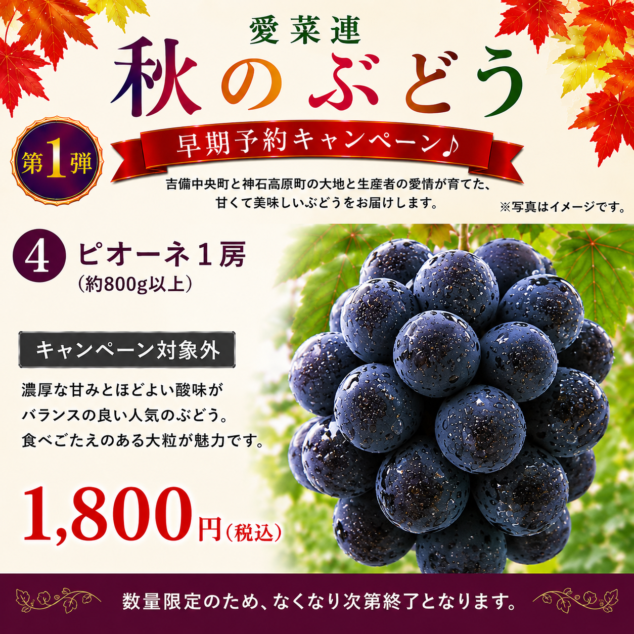 【訳あり・家庭用【産地直送】岡山県産　ニューピオーネ（種なし）　1房（800g以上）