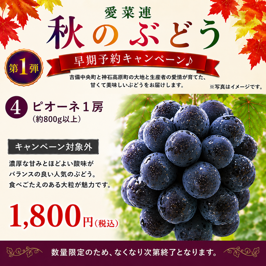 【訳あり・家庭用【産地直送】岡山県産　ニューピオーネ（種なし）　1房（800g以上）