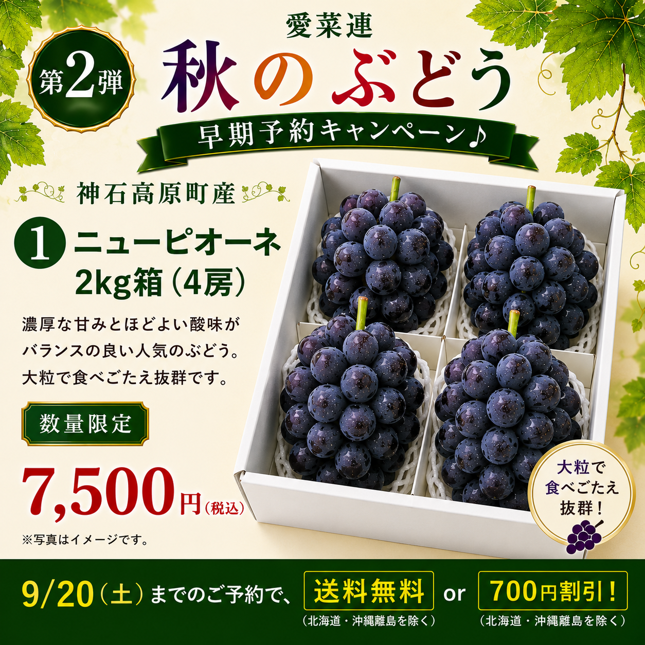 【早期予約で送料無料】【産地直送】愛菜連のニューピオーネ（種なし）　2kg箱（3～4房）