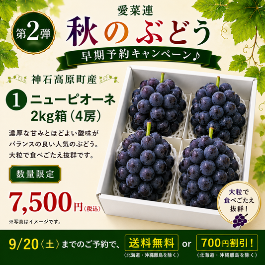 【早期予約で送料無料】【産地直送】愛菜連のニューピオーネ（種なし）　2kg箱（3～4房）