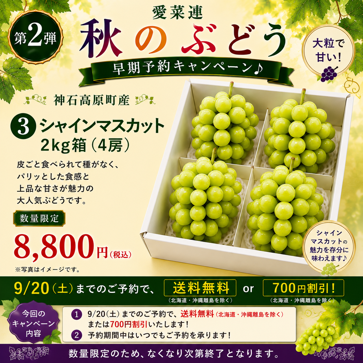 【早期予約で送料無料】【産地直送】愛菜連のシャインマスカット　2kg箱（3～5房）