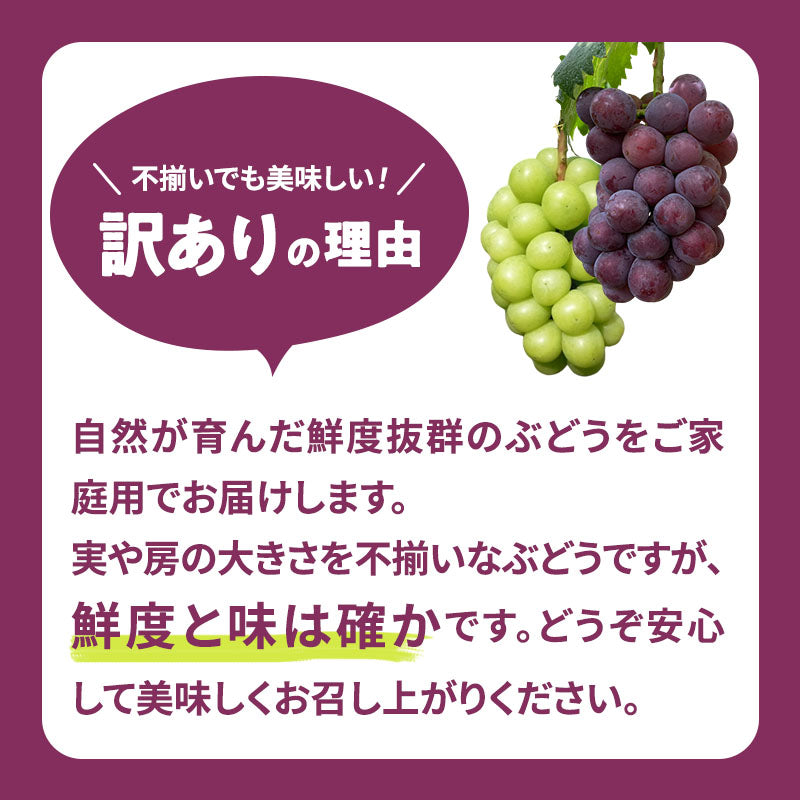 【訳あり・家庭用【産地直送】岡山県産　ニューピオーネ2房・シャインマスカット1房・バイオレットキング1房の詰め合わせ2kg箱（4房）