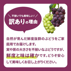 【訳あり・家庭用【産地直送】岡山県産　ニューピオーネ（種なし）　1kg箱（２房）