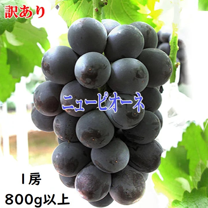 【訳あり・家庭用】【岡山県産】愛菜連のニューピオーネ（種なし） 1房　800ｇ前後
