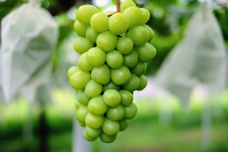 【早期予約で送料無料】【産地直送】愛菜連のシャインマスカット　2kg箱（3～5房）