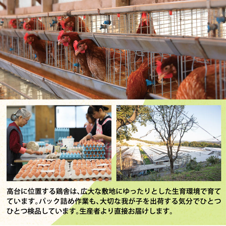 うねめもみじたまご (10玉）